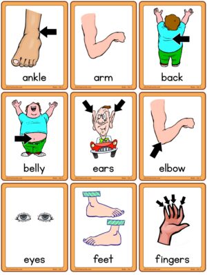 Body - Set 1